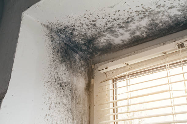 Trusted Mold Testing service in Trenton, IL - Cheap Mold Removal